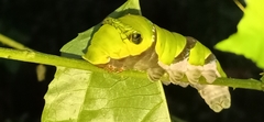 Papilio helenus daksha