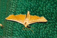 Chrysotypus splendidus