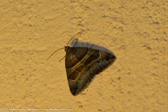 Grammodes euclidioides