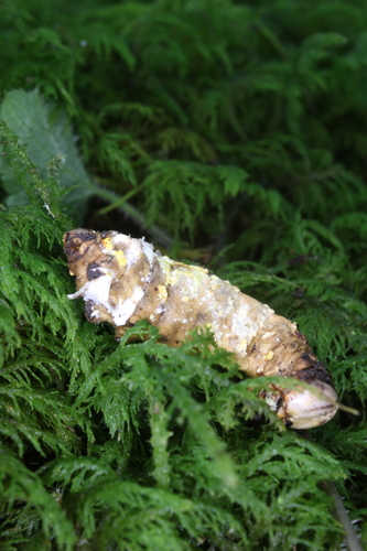 Cordyceps cardinalis image