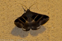 Grammodes congenita