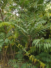 Ailanthus altissima