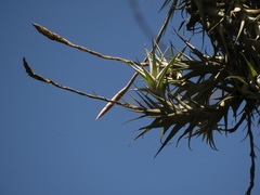 Tillandsia incarnata
