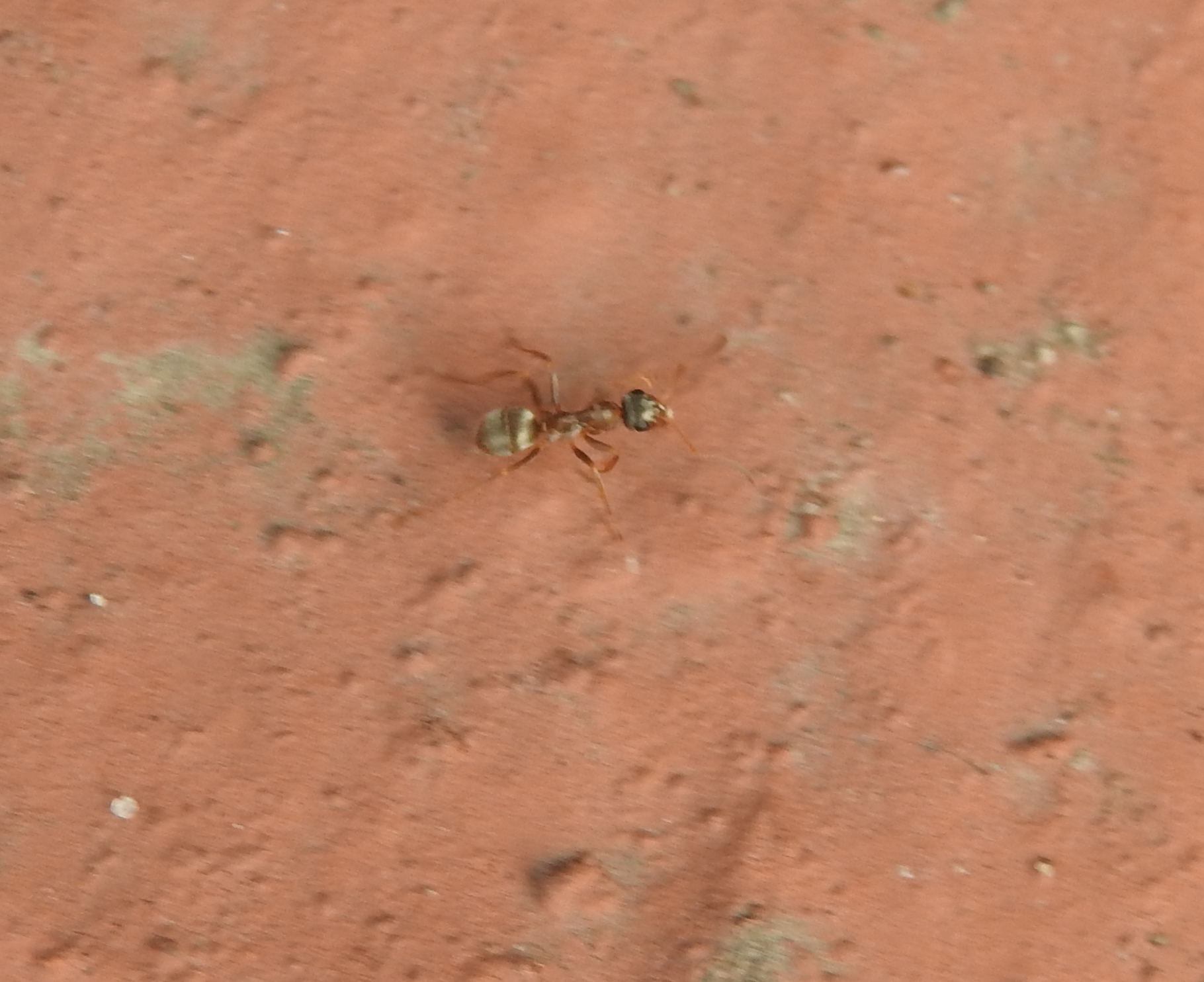 Formica cinerea