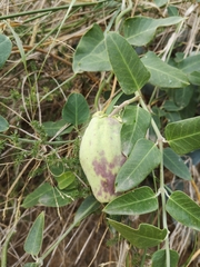 Araujia sericifera