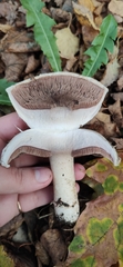 Agaricus campestris