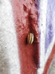 Pseudotachea splendida