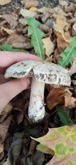 Agaricus campestris