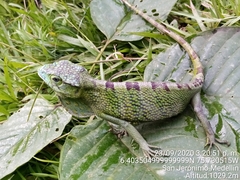 Polychrus gutturosus