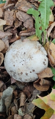 Agaricus campestris