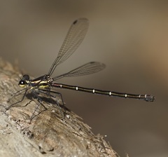 Austroargiolestes isabellae