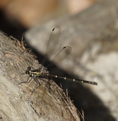 Austroargiolestes isabellae