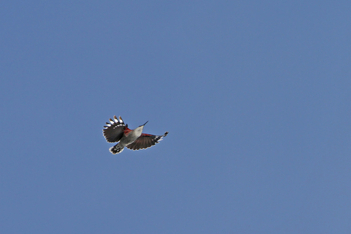 Treparriscos (Tichodroma muraria)