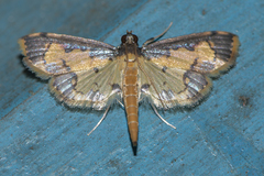 Nistra coelatalis