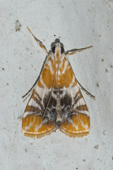 Macaretaera hesperis