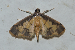 Nistra coelatalis