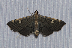 Luma sericea