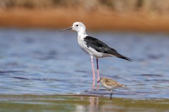 Black-Winged Stilt photo 3