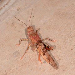 Trimerotropis californica