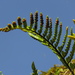 Pleopeltis murorum - Photo 由 Mateo Hernandez Schmidt 所上傳的 (c) Mateo Hernandez Schmidt，保留部份權利CC BY-NC-SA
