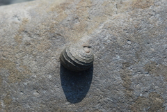 Nerita signata