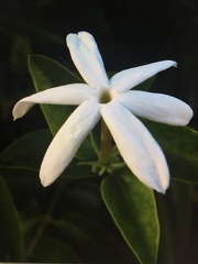 Jasminum fluminense