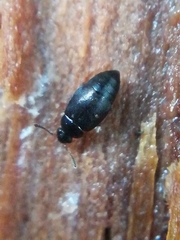 Proteinus