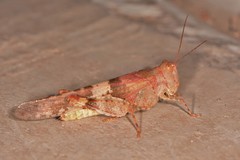 Trimerotropis californica