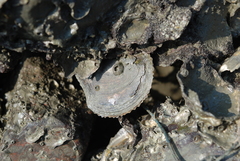 Isognomonidae