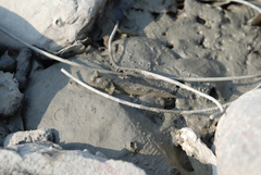 Periophthalmus modestus