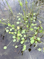 Ranunculus bonariensis