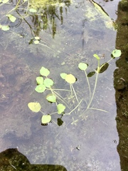 Ranunculus bonariensis