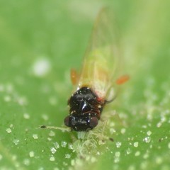 Calophya minuta