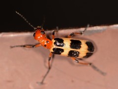 Pyrota palpalis