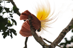 Greater Bird-Of-Paradise photo 2