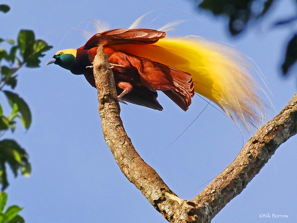 Greater Bird-of-Paradise illustration
