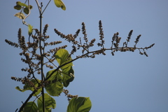 Spatholobus parviflorus