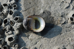 Nerita striata