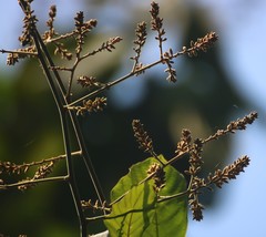 Spatholobus parviflorus