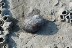 Nerita striata