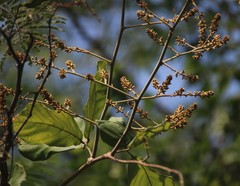 Spatholobus parviflorus