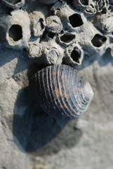 Nerita striata
