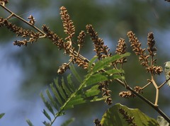 Spatholobus parviflorus