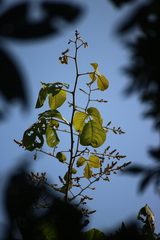 Spatholobus parviflorus