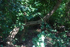 Spatholobus parviflorus