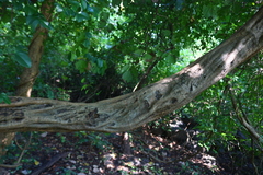 Spatholobus parviflorus