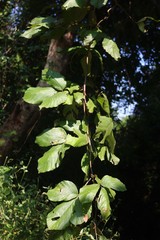 Spatholobus parviflorus