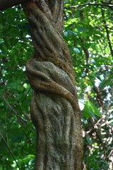 Spatholobus parviflorus