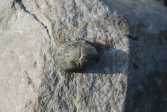 Nerita planospira