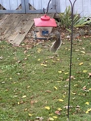 Sciurus carolinensis